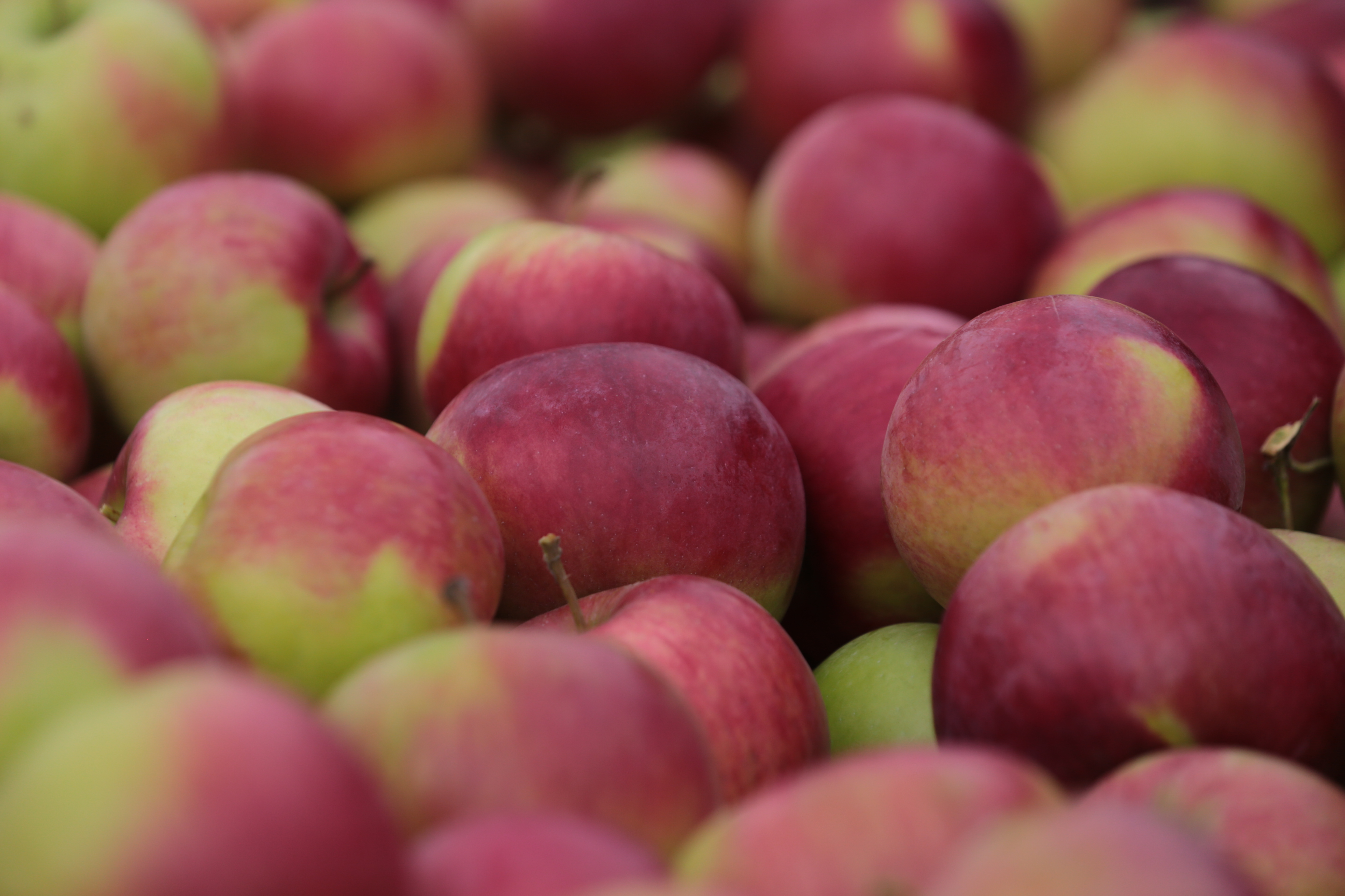 Крымские аграрии завершили уборку яблок