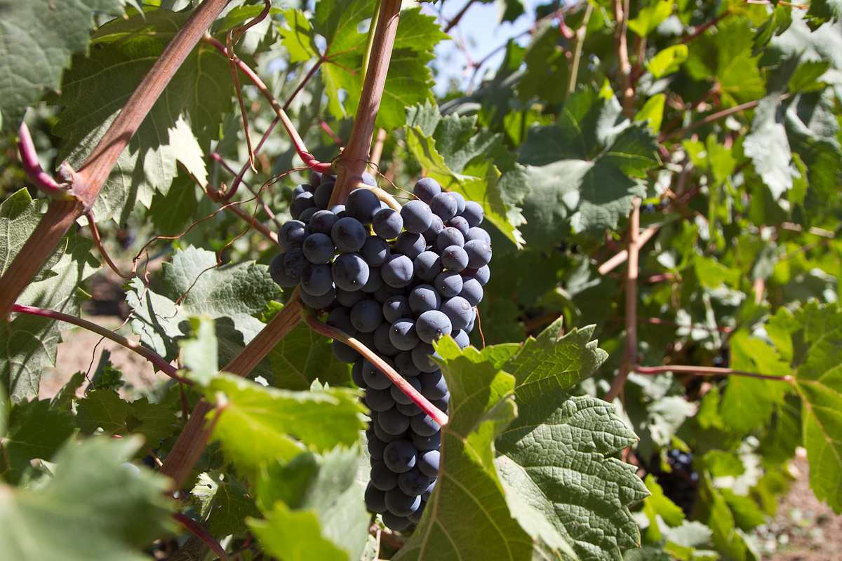 В 2023 году в Ингушетии заложат 100 га виноградников