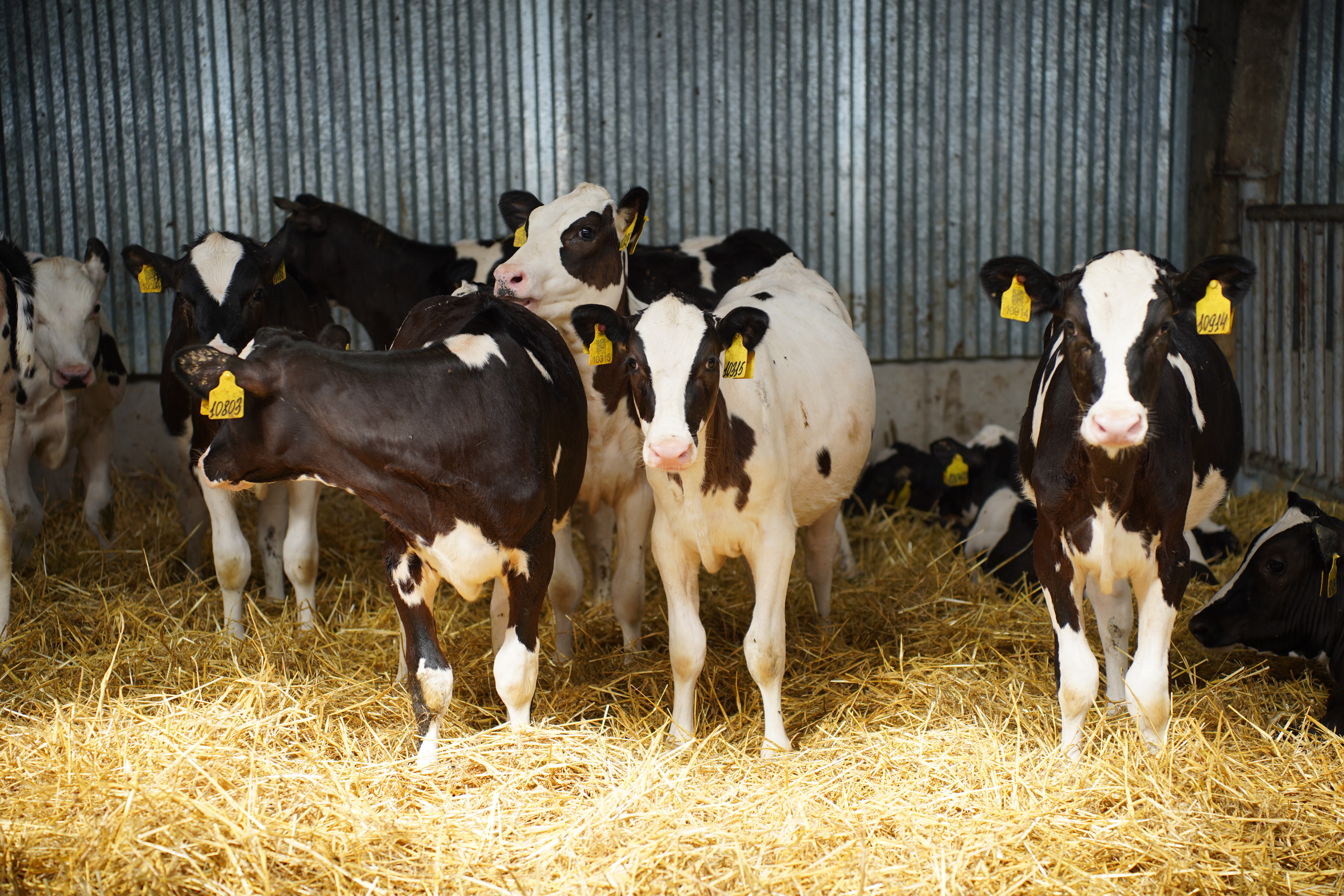 В Татарстане увеличены меры поддержки личных подсобных хозяйств