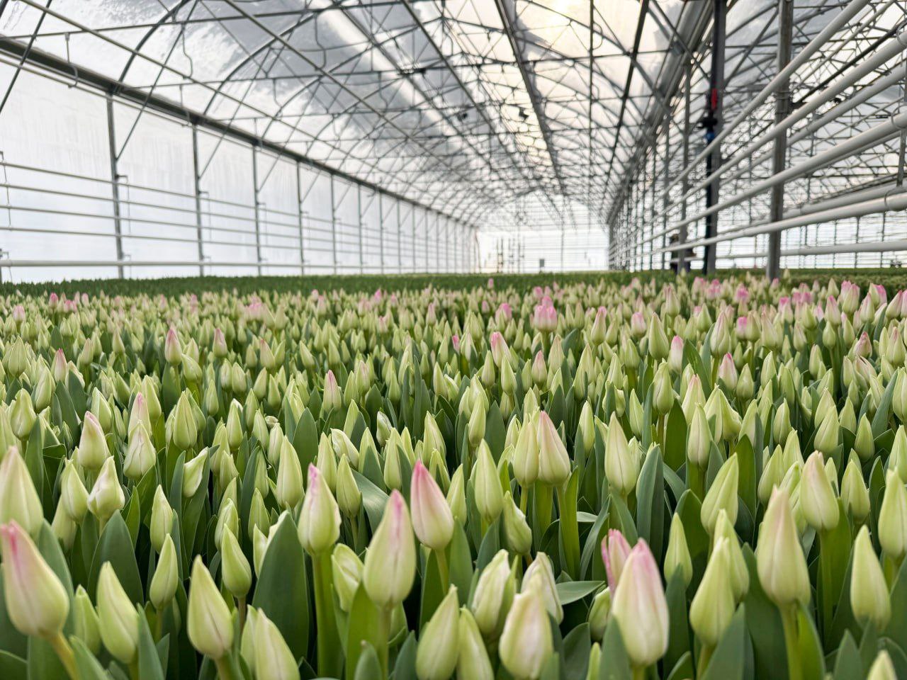 Ивановские аграрии к Международному женскому дню вырастили более 1,7 млн тюльпанов