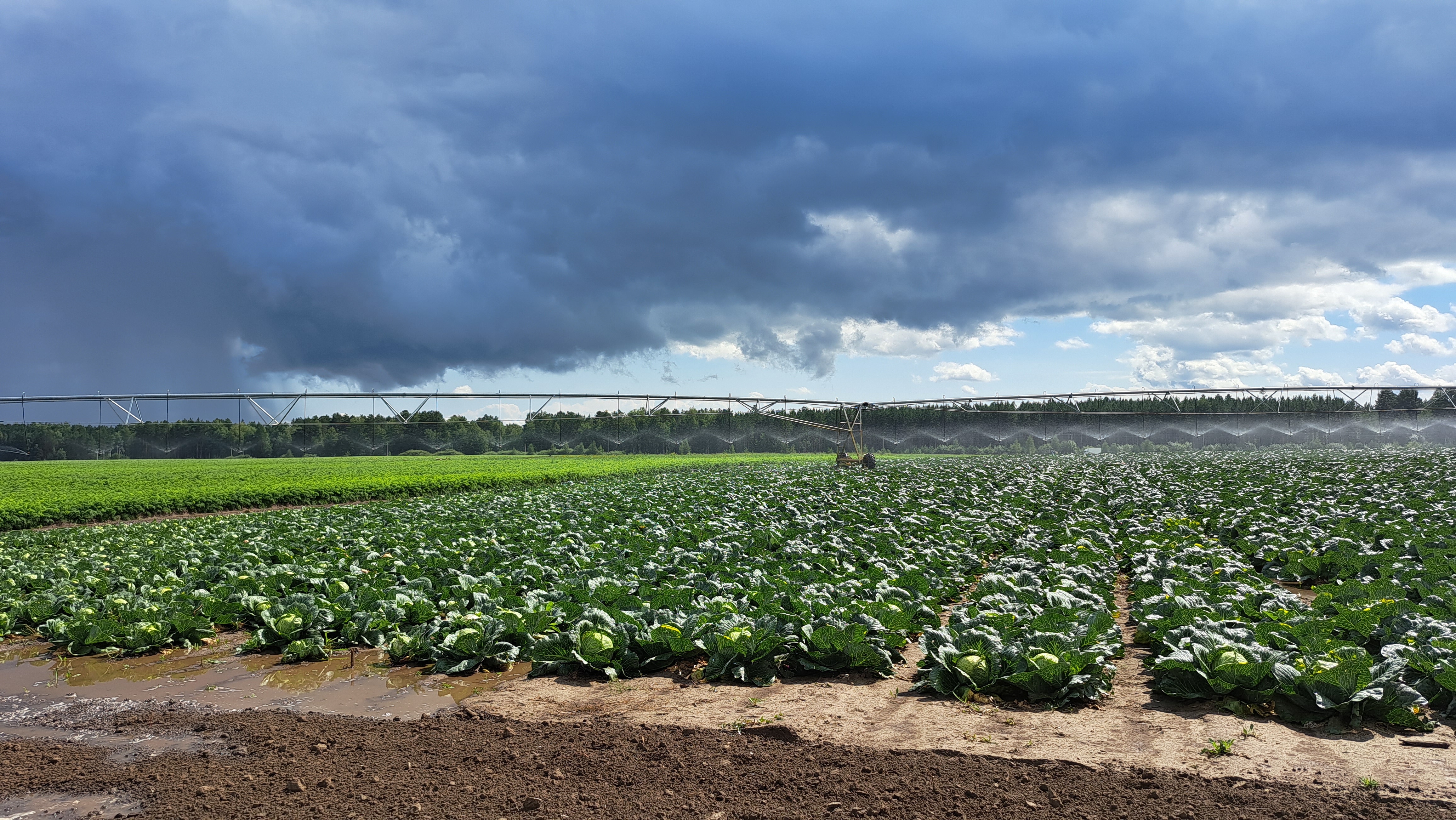 В Томской области началась уборка раннеспелых сортов капусты