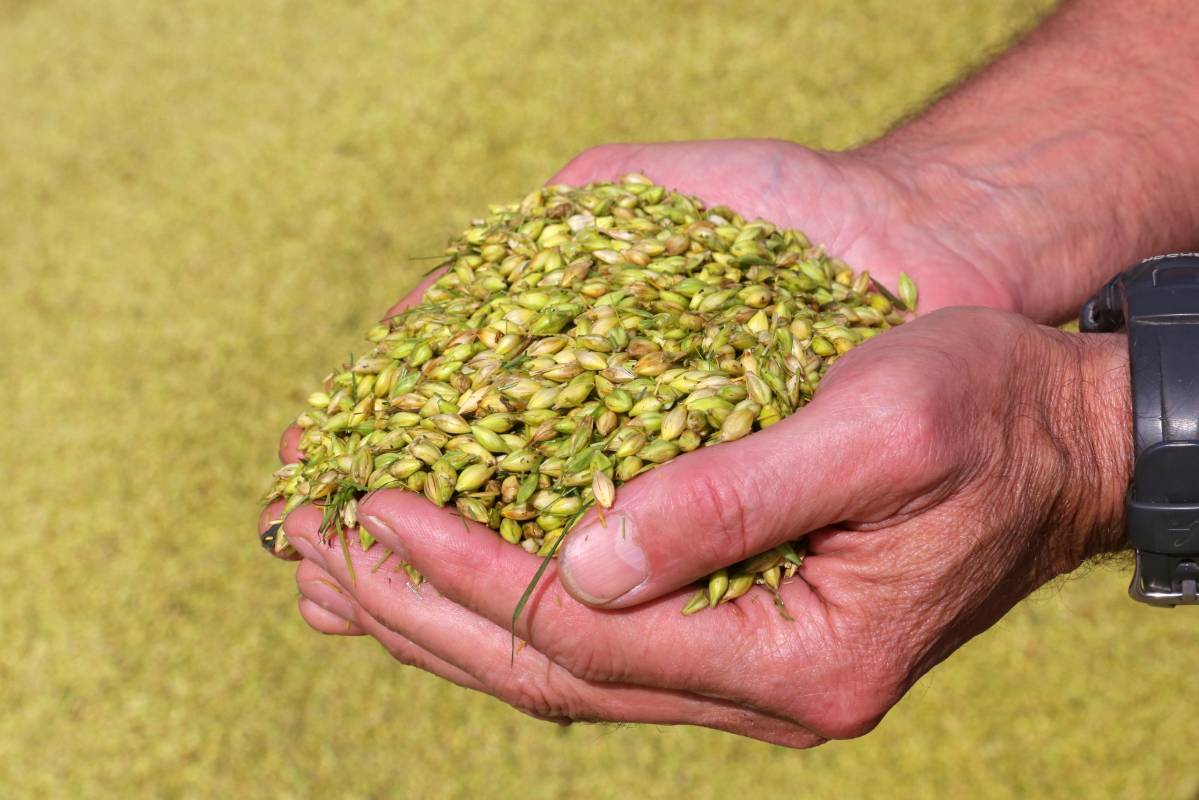 Более 124 тысяч тонн зерна уже собрали сельхозпредприятия Вологодской области 