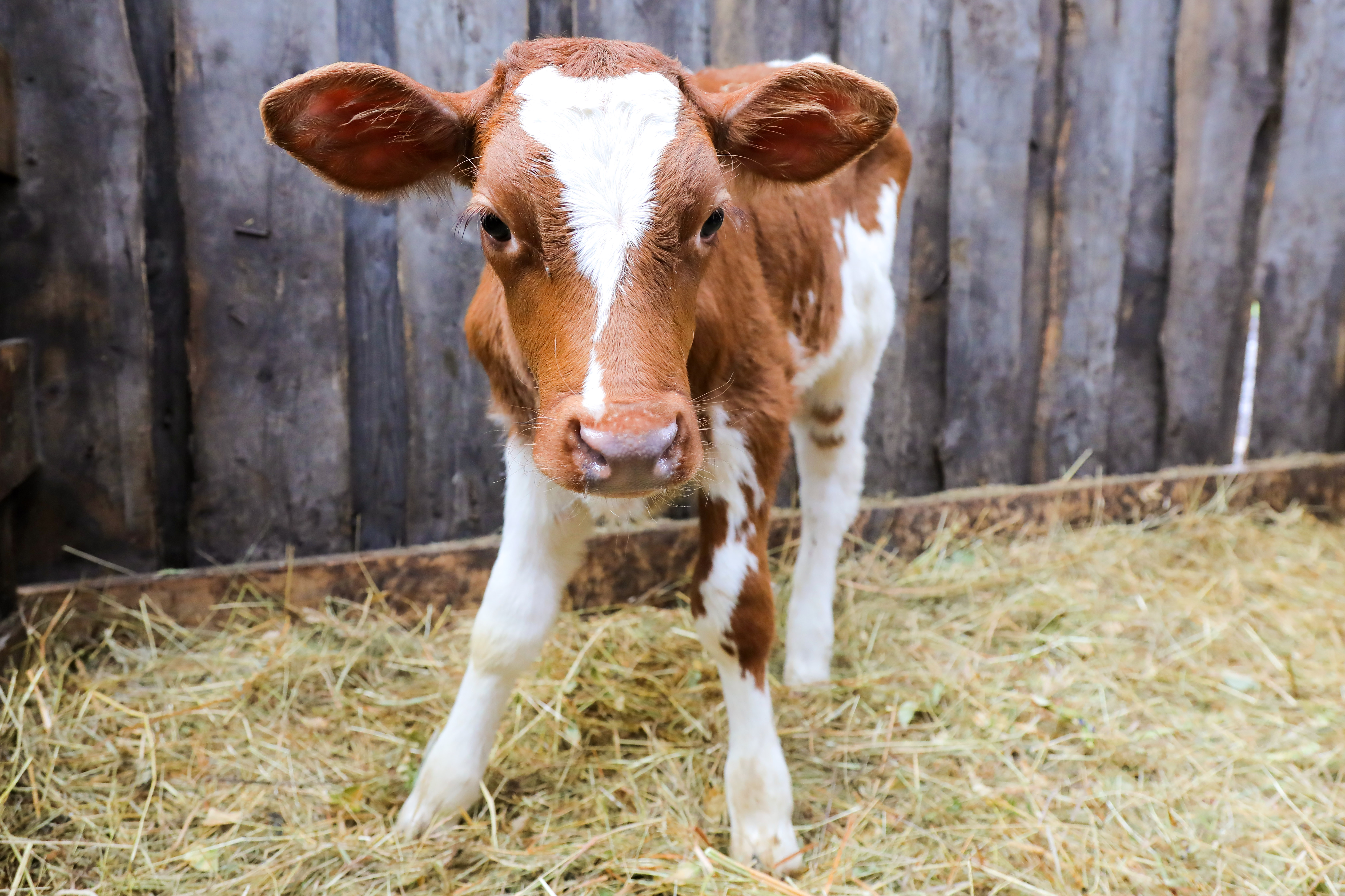 Грант «Агростартап»: начинающим фермерам Красноярского края окажут господдержку