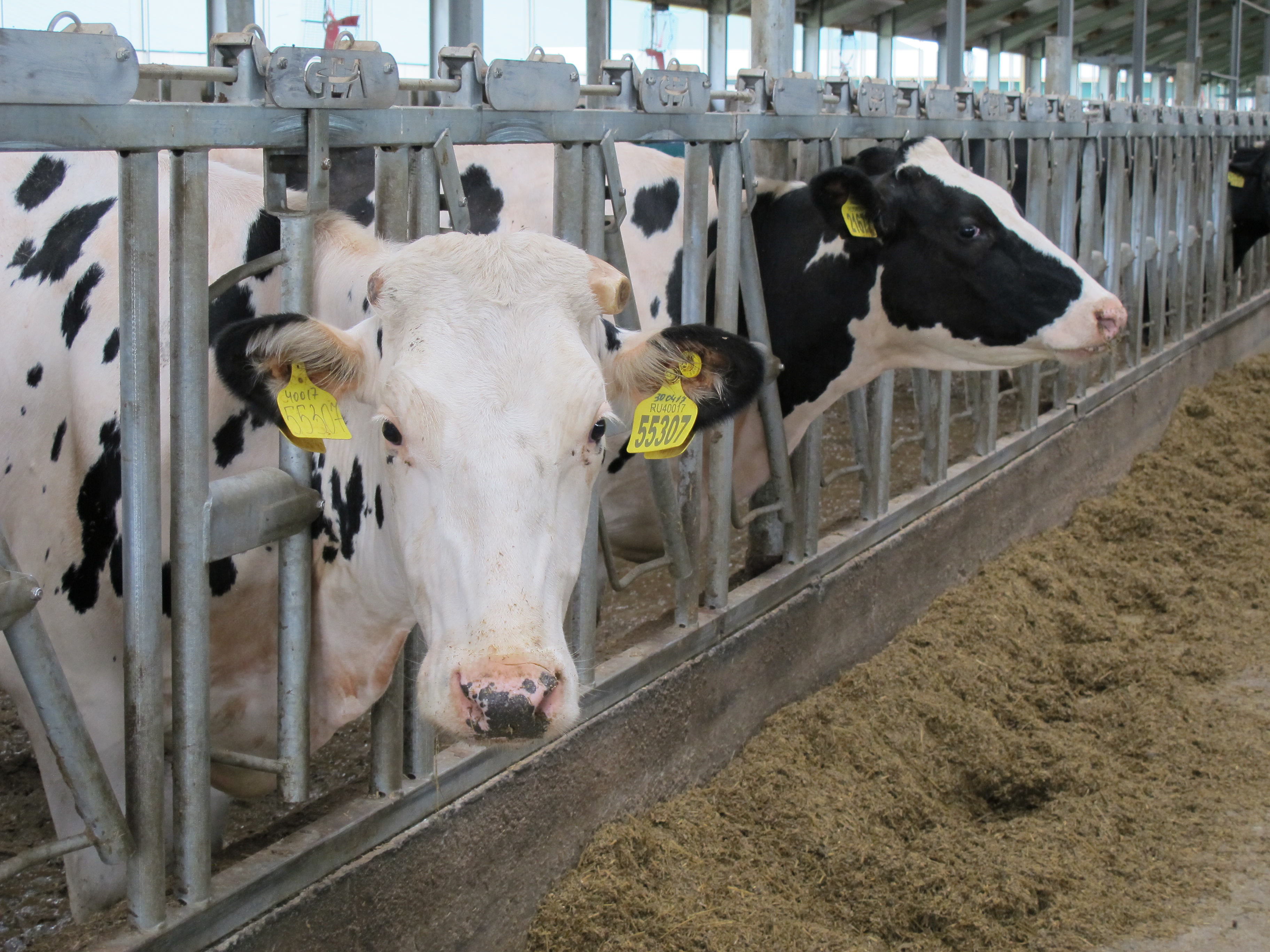 На 46 тыс. тонн больше молока произведено в 2022 году в Новосибирской области