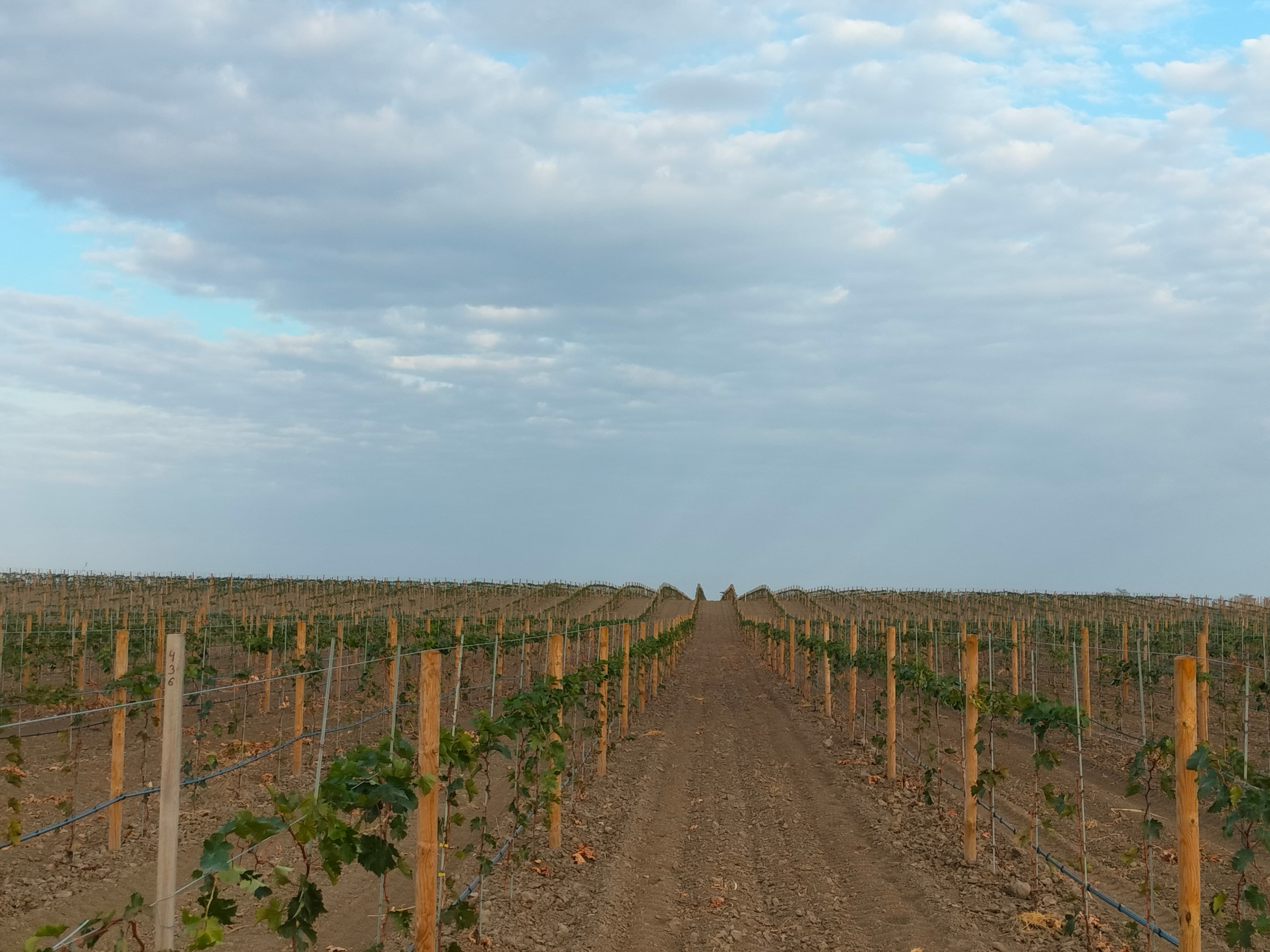 В Северной Осетии реализуется новый инвестиционный проект по созданию современного винодельческого комплекса