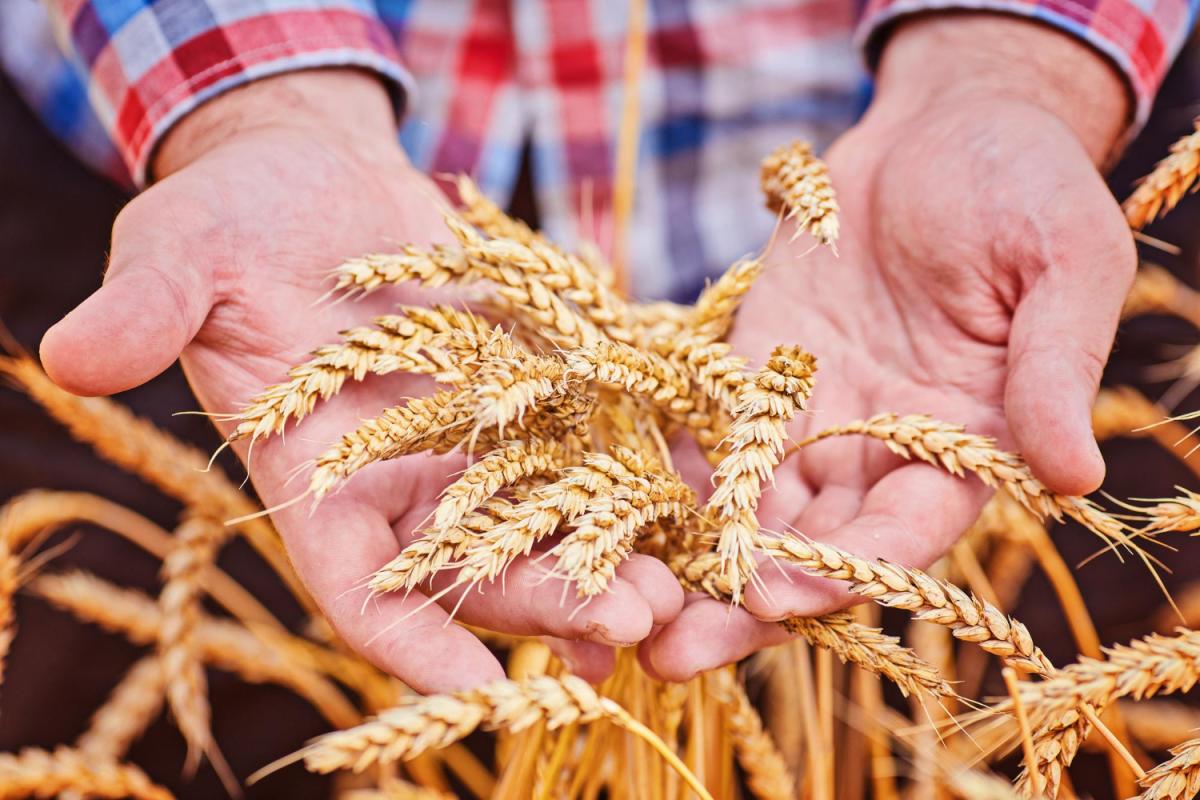 Российские фермеры собрали треть рекордного урожая зерна в 2022 году