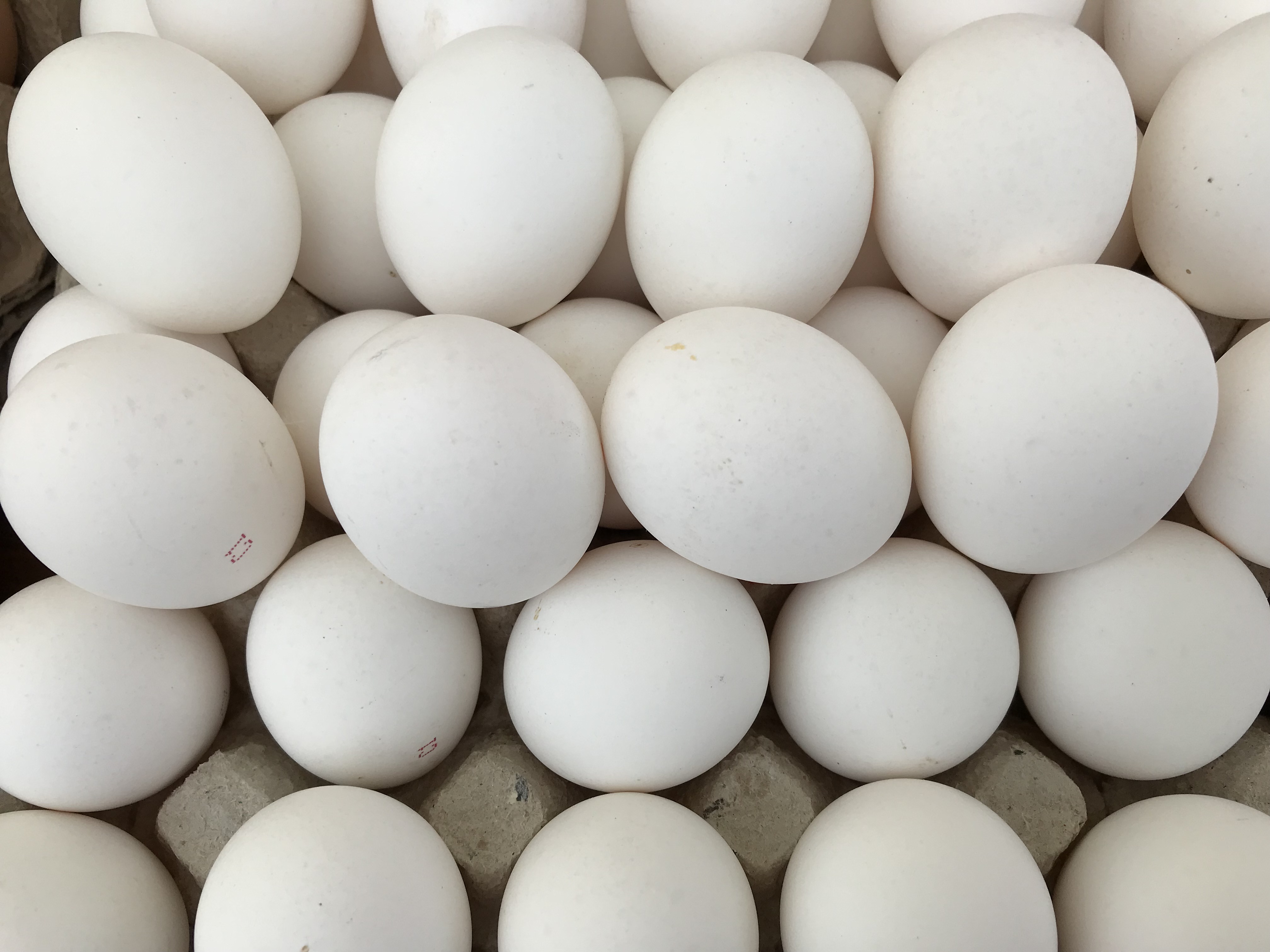 Производство яиц в Липецкой области показывает уверенный рост