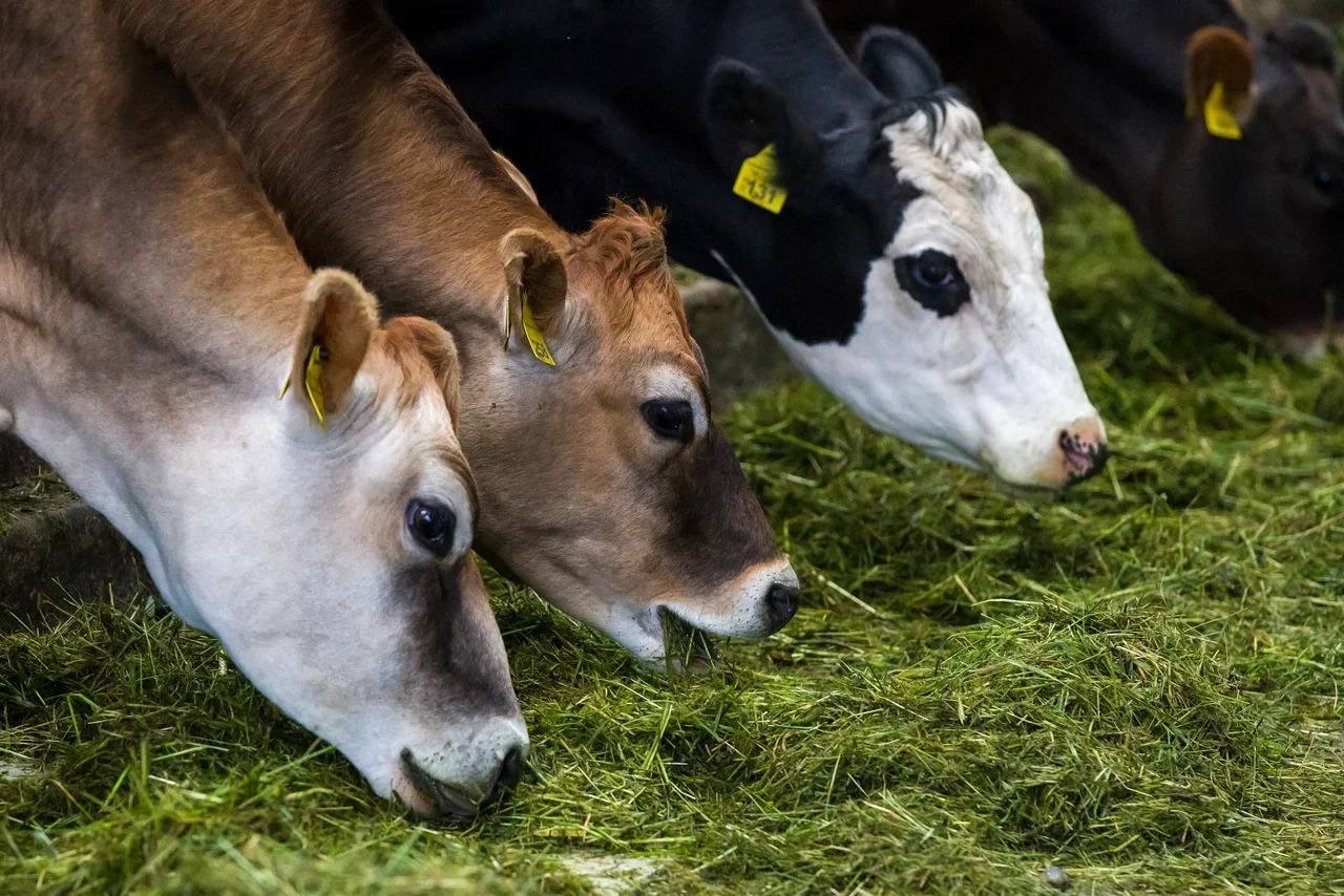 Объём реализации молока в сельхозорганизациях вырос на 6,3%