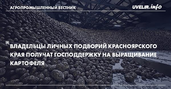Владельцы личных подворий Красноярского края получат господдержку на выращивание картофеля