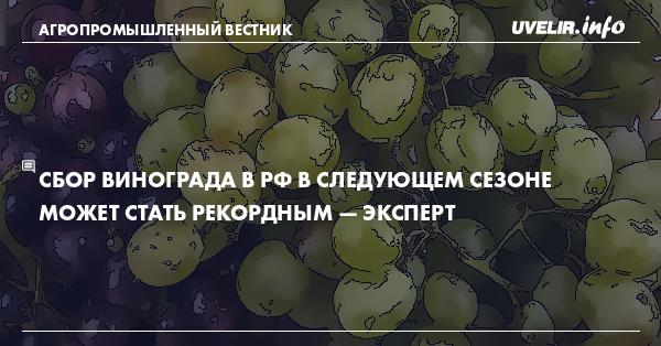 Сбор винограда в РФ в следующем сезоне может стать рекордным — эксперт