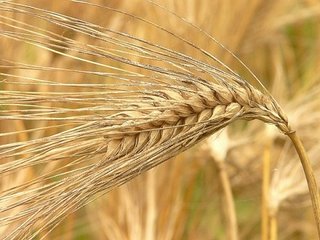Семена ярового ячменя элита и репродукции