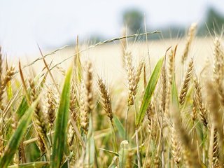 Семена озимой пшеницы Юка