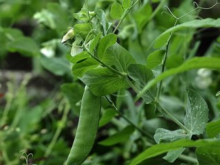СЕМЕНА ГОРОХА Аксайский усатый 7, Усатый кормовой, КВС Ла-Манш, Багу, Карени