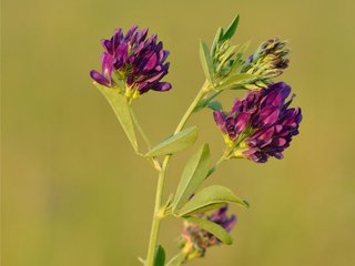 СЕМЕНА ЛЮЦЕРНЫ Багира, Манычская