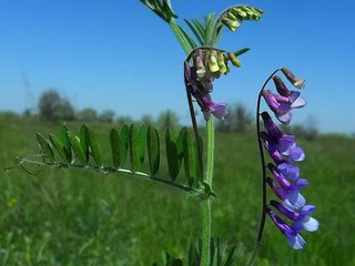 СЕМЕНА ВИКИ ОЗИМОЙ Глинковская
