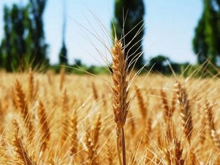 Семена озимой пшеницы Степь, Стиль-18, Таня, Тимирязевка-150, Шарм, Юка