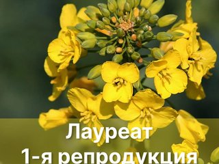 Семена Озимого рапса Лауреат, 1-я репродукция