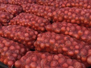 Лук оптом отличного качества