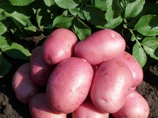 Семенной картофель