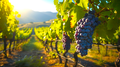 Современные требования к продукции виноградарства и виноделия
