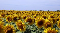Липецкая область наращивает объемы экспорта продукции АПК