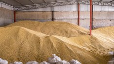 Производство ржи в Калужской области выросло в 2,6 раза в 2025 году