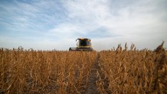 Липецкая область намолотила 3,25 млн тонн зерна и ускорила переработку сахарной свеклы