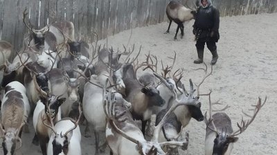 В оленеводческих хозяйствах Коми завершилась ежегодная инвентаризация поголовья северных оленей и заготовка мяса оленя