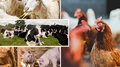 В сельхозорганизациях Ярославской области увеличилось поголовье крупного рогатого скота