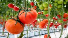 Производство сельхозпродукции на Камчатке выросло на 17,7% за год
