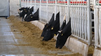 Опыт использования роботов-дояров изучат в масштабах Новосибирской области