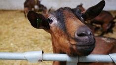 Семьи ветеранов СВО Херсонской области посетили ферму альпийских коз и Марьяновскую сыроварню