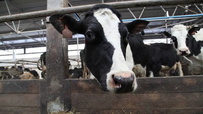Более 2,8 млрд рублей господдержки доведено до аграриев Вологодской области в текущем году