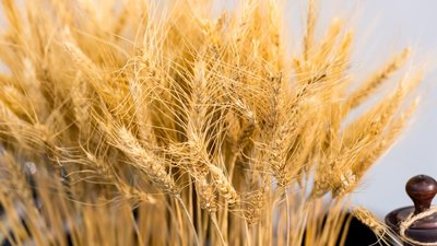 Урожайность зерновых культур в новых регионах РФ выросла в среднем на 27% — Минсельхоз