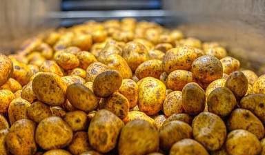 Картофельную муку исключили из перечня видов продукции для госконтроля качества зерна на границе
