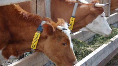 Малые сельхозпроизводители Красноярского края получат от государства 1,6 млрд рублей