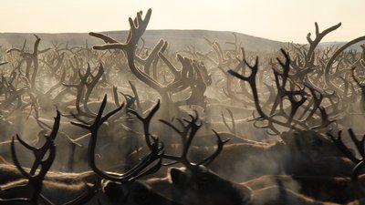 На Ямале внедряют новые цифровые решения для контроля за расходом окружных субсидий в сфере АПК