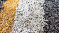 Российские семена подсолнечника на 72% дешевле импортных — RUSEED