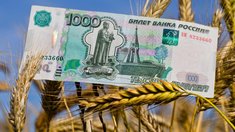 В России с начала года на спот-торгах пшеницей заключено более 100 сделок