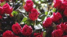 Более половины продаж цветов в России приходится на розы 