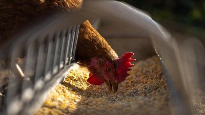 Минсельхоз предложил запретить вывоз аминокислот из РФ на полгода