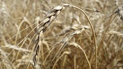 В Крыму за 9 мес. индекс производства сельхозпродукции составил 112,8%
