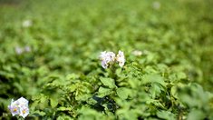 Картофелеводы и овощеводы Челябинской области получат несвязанную поддержку