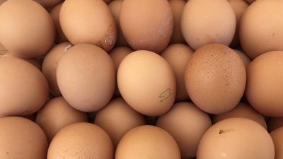 Исторический максимум по производству яиц достигнут в Липецкой области