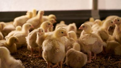Поголовье скота и птицы в сельхозорганизациях Кировской области продолжает расти