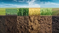 К яровому севу приступили в 15 районах Оренбургской области