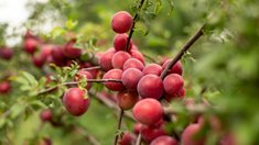 В Крыму планируют собрать 200 тыс. т плодов и ягод в 2026 году