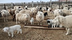 Два хозяйства в Забайкалье получили статус племенных репродукторов