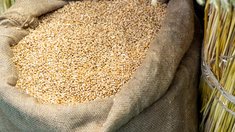 В сельхозорганизиях Башкирии на 1 февраля хранилось свыше 790 тыс. т зерна