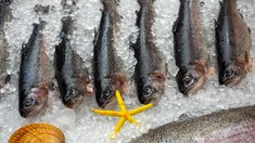 Экспорт рыбы из РФ в 2024 году может составить 5,6 млрд долл. — Росрыболовство